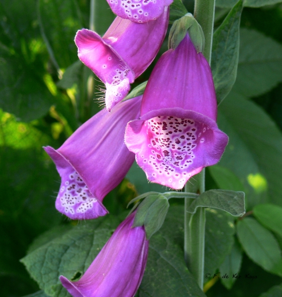 Bois des Moutiers (61) Juin 2012